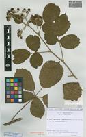 Isolectotype of Rubus vestitus Weihe & Nees subsp. leucotrichus Sud. [family ROSACEAE]