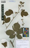 Syntype of Rubus macrophyllus Weihe & Nees var. boulayi Sud. [family ROSACEAE]