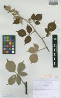Isolectotype of Rubus godronii Gren. & Godr. subsp. winteri (P.J.Mull. ex Focke) P.Fourn. [family ROSACEAE]