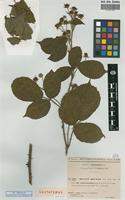 Lectotype of Rubus micans Godr. & Gren. subsp. subrotundus Sud. [family ROSACEAE]