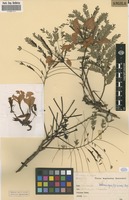 Filed as Delonix regia (Bojer ex Hook.) Raf. [family FABACEAE]