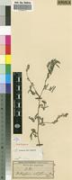 Isotype of Indigofera setiflora [family FABACEAE]