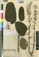 Holotype of Polyscias quintasii Exell [family ARALIACEAE]