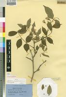 Isotype of Millettia mossambicensis J.B.Gillett [family FABACEAE]