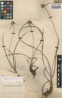 Filed as Cyperus angolensis Boeckeler [family CYPERACEAE]