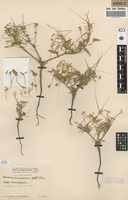 Filed as Monsonia senegalensis Guill. & Perr. [family GERANIACEAE]