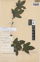 Filed as Coccinia heterophylla ( Hook.f. ) Holstein [family CUCURBITACEAE]