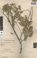 Filed as Melhania albiflora (Hiern) Exell & Mendonca [family STERCULIACEAE]