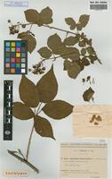 Lectotype of Rubus plicatus Weihe & Nees var. acuminatus Sud. [family ROSACEAE]