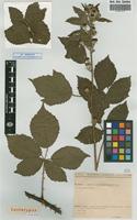 Lectotype of Rubus grandibracteatus Sud. [family ROSACEAE]