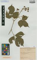 Lectotype of Rubus vestitus Weihe & Nees subsp. leucotrichus Sud. [family ROSACEAE]