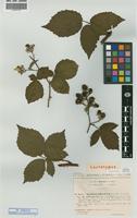 Lectotype of Rubus gratus Focke subsp. sciocharis Sud. [family ROSACEAE]