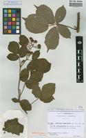 Isolectotype of Rubus micans Godr. & Gren. subsp. subrotundus Sud. [family ROSACEAE]