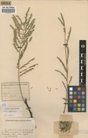 Filed as Elephantorrhiza goetzei (Harms) Harms [family FABACEAE]