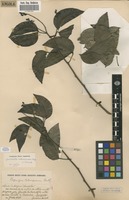 Filed as Guibourtia coleosperma (Benth.) Leonard [family FABACEAE]