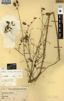 Filed as Crotalaria mossamedesiana [family FABACEAE]