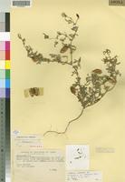 Isotype of Crotalaria damarensis var. maraisiana [family FABACEAE]