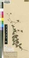 Isotype of Crotalaria variegata [family FABACEAE]