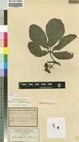 Holotype of Vitis obtusata Welw. ex Bak. [family VITACEAE]