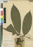 Isotype of Placodiscus resendeanus Exell & Mendonca [family SAPINDACEAE]