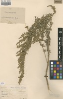 Filed as Artemisia afra Jacq. ex Willd. [family ASTERACEAE]