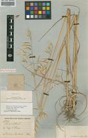 Holotype of Avena sativa L. subsp. sativa (L.) Tab. Mor. [family POACEAE]