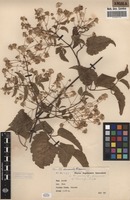 Filed as Clematis simensis Fresen. [family RANUNCULACEAE]