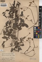 Filed as Clematis welwitschii Hiern ex Kuntze [family RANUNCULACEAE]