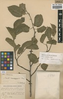Filed as Morus mesozygia Stapf [family MORACEAE]