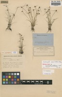 Isosyntype of Lipocarpha pulcherrima Ridl. [family CYPERACEAE]