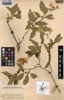 Syntype of Pseudomussaenda gossweileri Wernham [family RUBIACEAE]