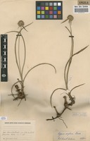 Filed as Cyperus angolensis Boeckeler [family CYPERACEAE]