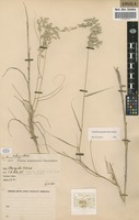 Filed as Schmidtia pappophoroides Steud. ex J.A.Schmidt [family POACEAE]
