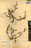 Filed as Portulaca foliosa Ker Gawl. [family PORTULACACEAE]