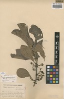 Filed as Pavetta schumanniana F.Hoffm. ex K.Schum. [family RUBIACEAE]