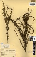 Filed as Cliffortia nitidula (Engl.) R.E.Fr. & T.C.E.Fr. [family ROSACEAE]