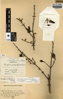 Filed as Sericanthe andongensis (Hiern) Robbr. var. andongensis [family RUBIACEAE]