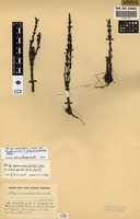 Filed as Striga gesnerioides (Willd.) Vatke [family SCROPHULARIACEAE]