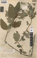Filed as Melhania forbesii Planch. ex Mast. [family STERCULIACEAE]