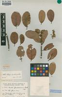 Isotype of Monotes glandulosissimus Hutch. [family DIPTEROCARPACEAE]