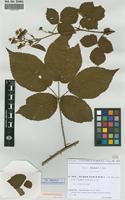 Isolectotype of Rubus plicatus Weihe & Nees var. acuminatus Sud. [family ROSACEAE]