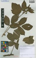 Isolectotype of Rubus grandibracteatus Sud. [family ROSACEAE]