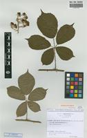 Isolectotype of Rubus vestitus Weihe & Nees subsp. leucotrichus Sud. [family ROSACEAE]