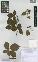 Isolectotype of Rubus gratus Focke subsp. sciocharis Sud. [family ROSACEAE]