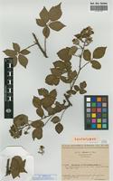 Lectotype of Rubus pyramidalis Kaltenb. var. sitiens Hofm. [family ROSACEAE]