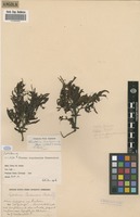Filed as Newtonia buchananii Baker [family FABACEAE]