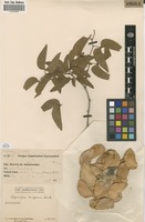 Filed as Colophospermum mopane (Benth.) Leonard [family FABACEAE]