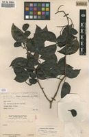 Filed as Guibourtia coleosperma (Benth.) Leonard [family FABACEAE]