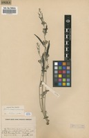 Filed as Dolichos simplicifolius Hook.f. [family FABACEAE]