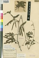 Isotype of Ampelocissus brunneo-rubra Gilg [family VITACEAE]
